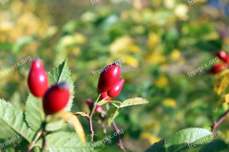 Wild Rose Rose Hips Autumn Red Mature