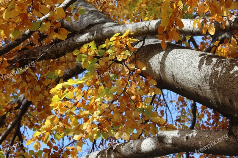 Tree Autumn Leaves Yellow Leaves Autumn Gold Autumn Foliage