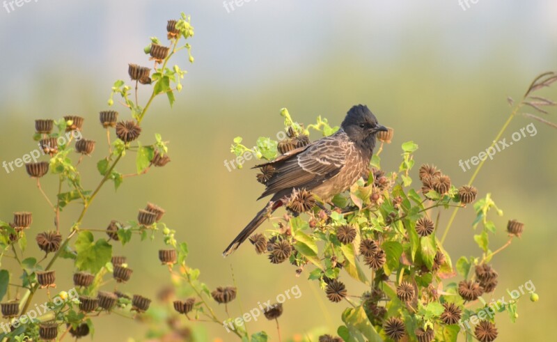 Little Bird Brown Bird Camouflage Small Bird Free Photos