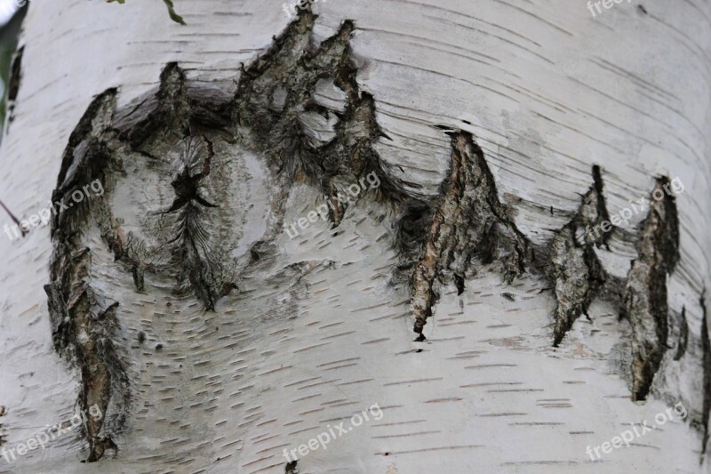 Birch Wood Tribe Bark Birch Wood