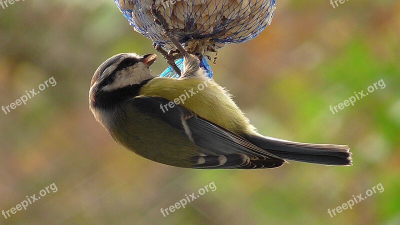 Bird Tit Blue Tit Songbird Nature