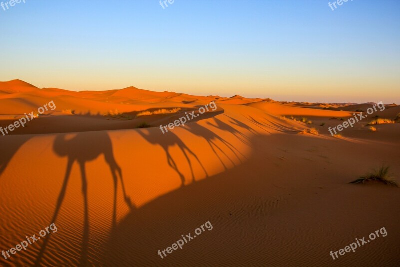 Morocco Desert Shadows Camels Landscape