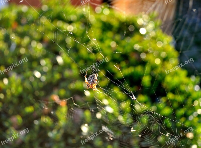 Spider Insect Small Spider Close Up Garden Spider