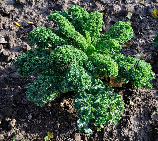 Kale Vegetables Vegetable Plant Food Plant