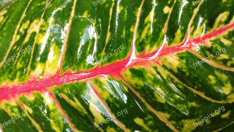 Colored Leaf Raindrops Wet Leaves Red Mesopodium Petiolus