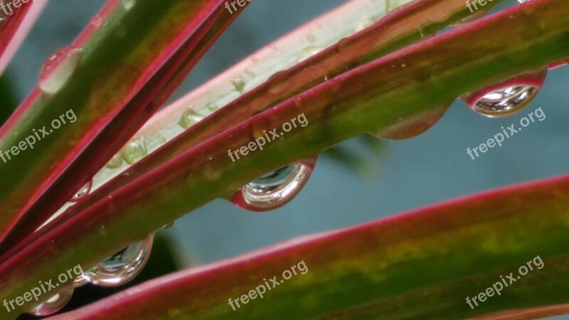 Rain Drops H2o Wet Leaves Water Drop