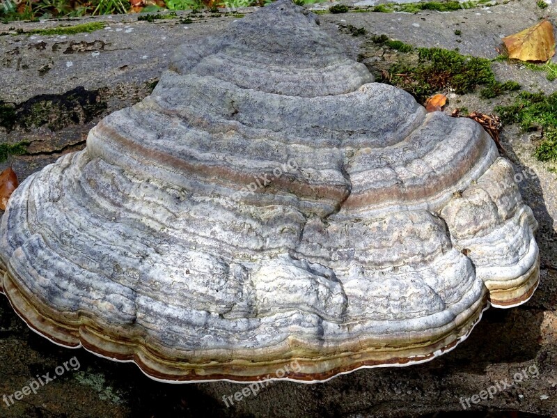 Mushroom Tree Fungus Nature Tree Log