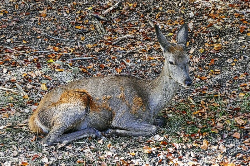 Red Deer Doe Bald Wild Wild Animal Freilebend