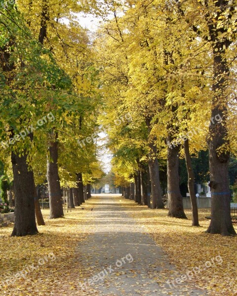 Autumn Cemetery All Saints Avenue Autumn Mood