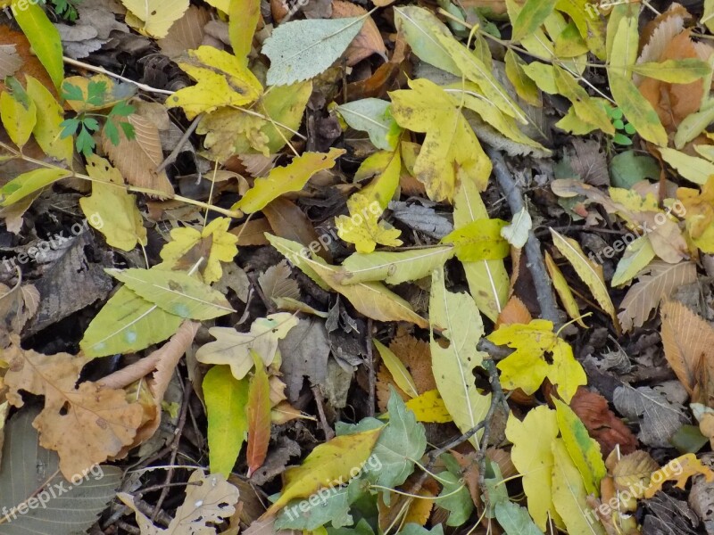 Autumn Leaf Foliage Yellow Sheet Colors Of Autumn Listopad