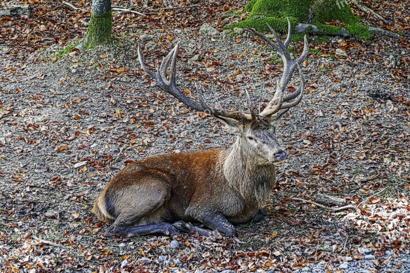 Red Deer Antler Hirsch Wild Animal End Weapons Carrier