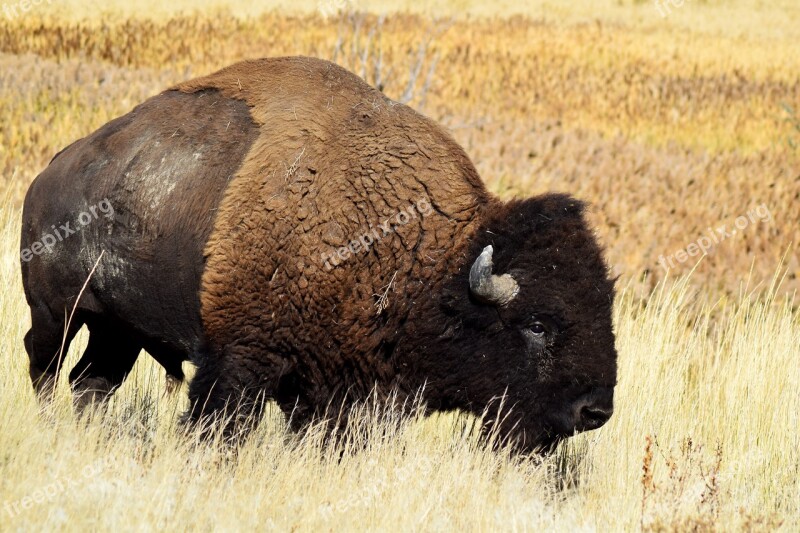 Bison Buffalo Wildlife Animal American