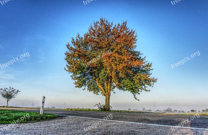 Tree Leaves Colorful Green Autumn