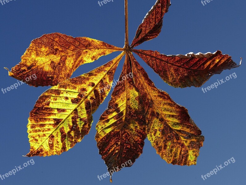 Leaf Autumn Fall Color Chestnut Chestnut Leaf