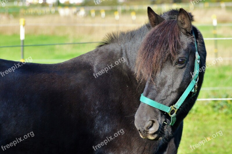 Horse Ride Reiter Equestrian Coupling