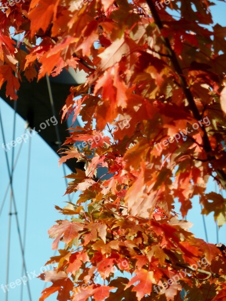 Autumn Autumn Leaf Leaf Leaves Fall Color