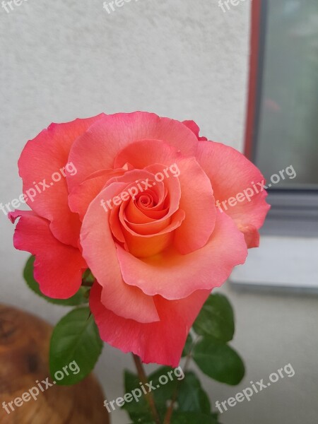 Rose Flower Nature Rose Blooms Garden Rose