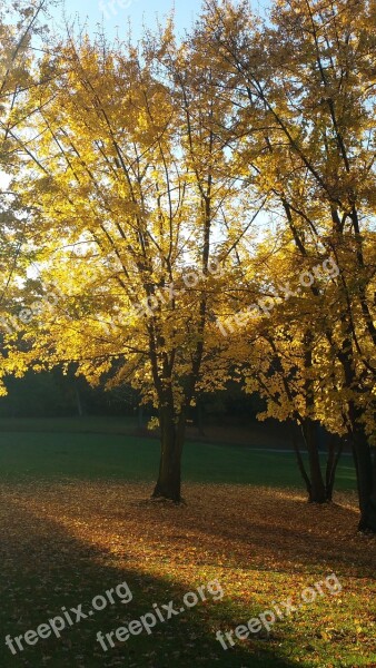 Rest Park Leaves Bank Walk