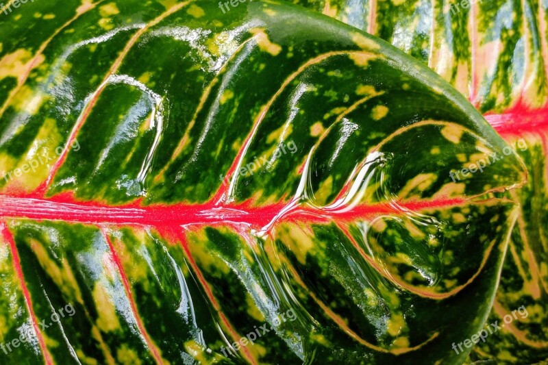 Colored Leaf Leaves Raindrops Wet Red Mesopodium