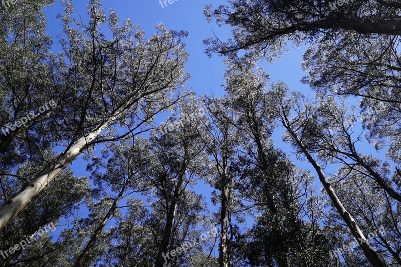 National Rhododendron Garden Olinda Dandenong Ranges Tall Trees Soaring