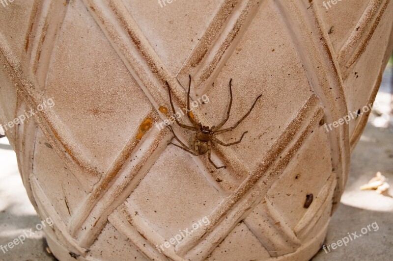 Huntsman Spider Spider Arachnid Huntsman Bug