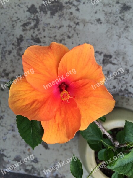 Hibiscus Flower Plant Tropical Nature