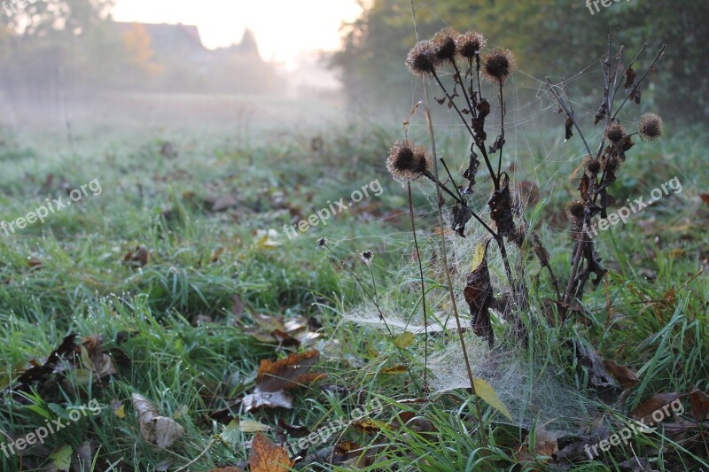 Morning Dew Thistle Cobwebs Haze