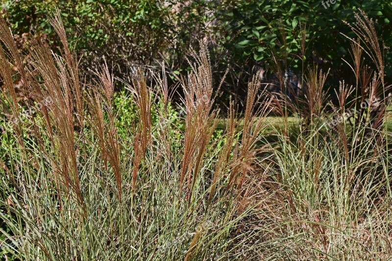 Fall Feather Grass Ornamental Grass Grass Plant