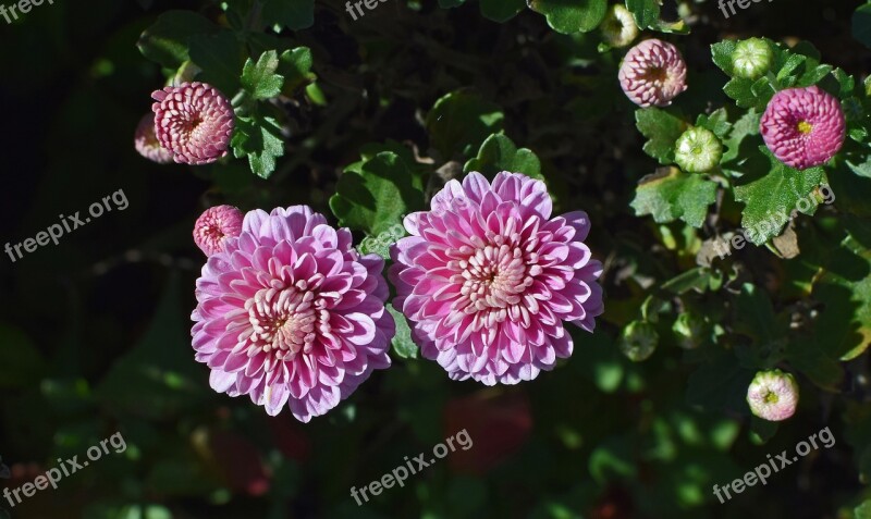 Fall Pink-purple Mums Chrysanthemum Flower Blossom Bloom