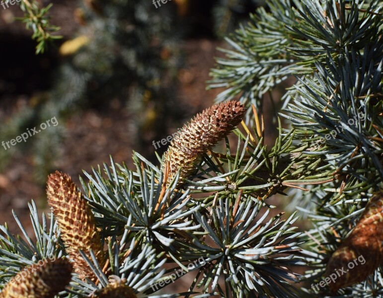 Mature Weeping Spruce Cone Pollen-laden Cones Spruce Tree