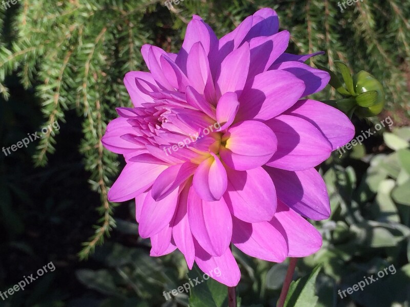 Orange Flower Massachusetts Free Photos