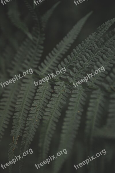 Fern Green Plant Forest Nature