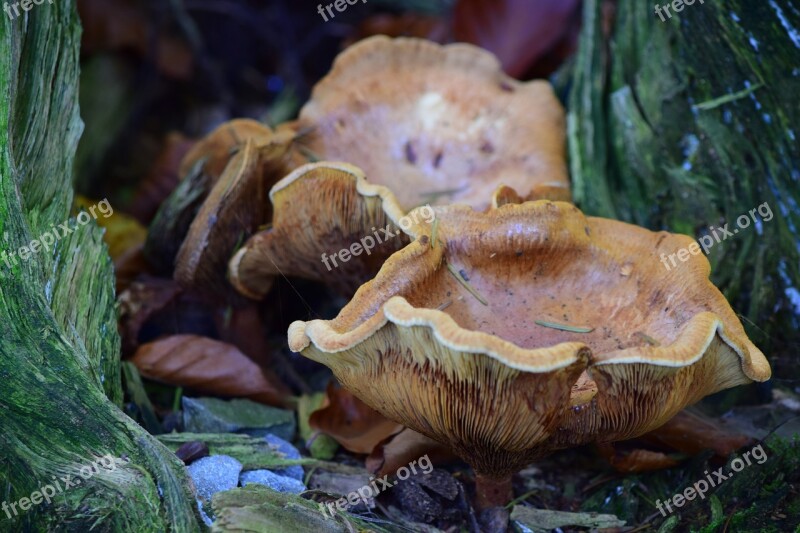 Mushroom Mushrooms Nature Autumn Tree Fungus