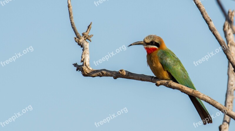 White Fronted Bee Eater Africa South Africa Safari Bird