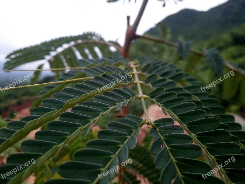 Blur Dslr Focous Leaf Nature