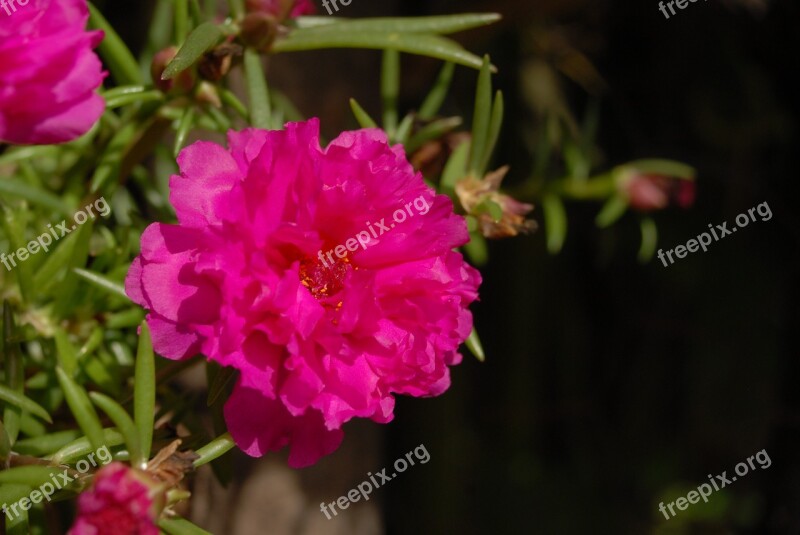 Purple Flower Plant Wild Flowering Tlapa De Comonfort