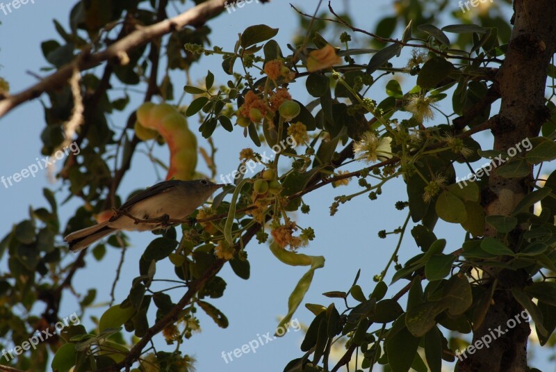 Flying Bird Regional Huamuchil Tree Tlapa De Comonfort Gro