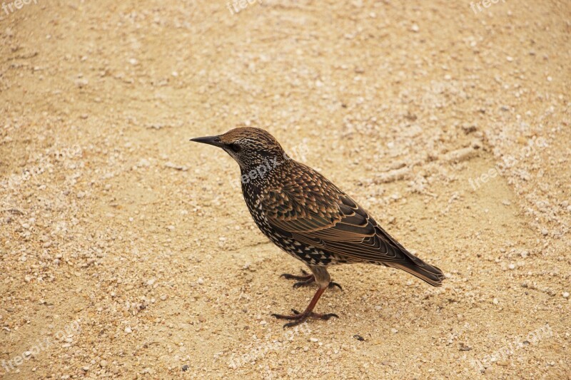 Bird Small Wildlife Wild Red