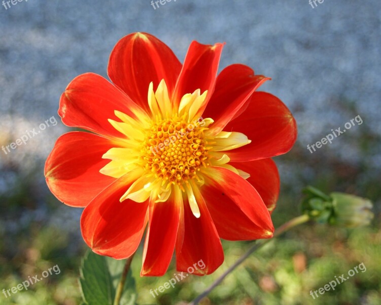 Orange Dahlias Flowers Autumn Garden