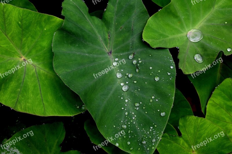 Green Leaf Water Nature Green Leaf