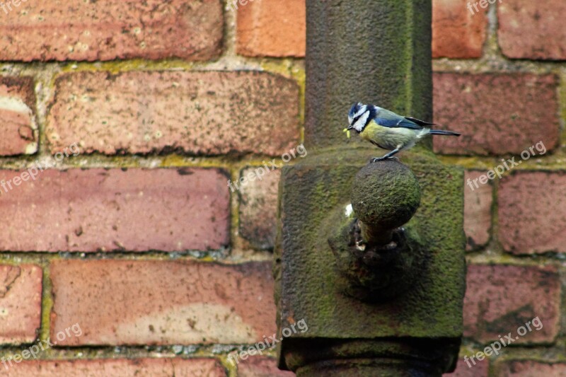 Bird Drainpipe Wall Free Photos