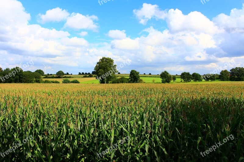 Cornfield Landscape Field Corn Summer