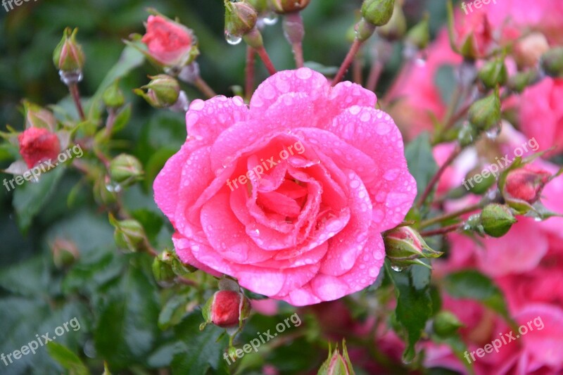 Pink Roses Buttons Roses Rosebush Bouquet