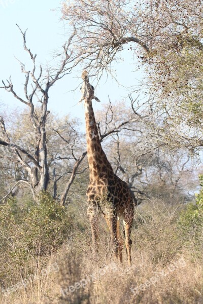 Tall Giraffe Africa Animal Safari