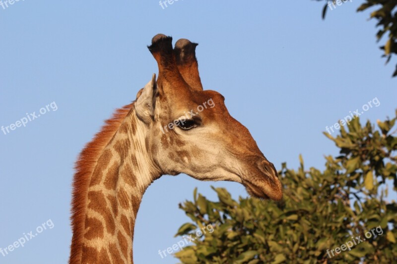 Giraffe Africa Kruger Wild Wildlife