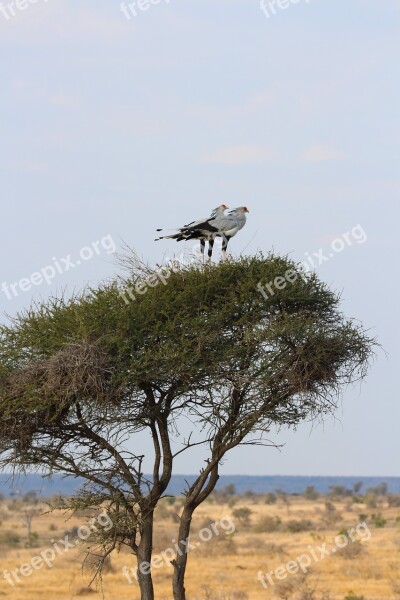 Secretary Birds Perched Birdlife Africa