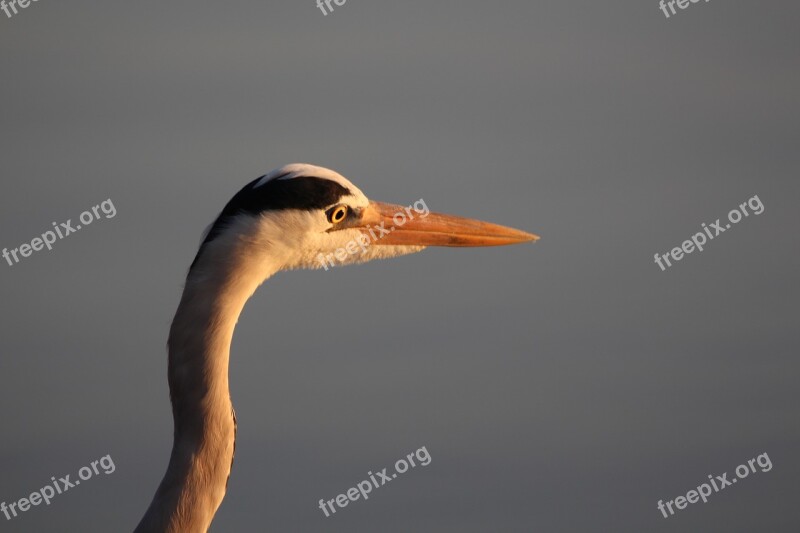 Heron Bird Nature Beak Bird-photography