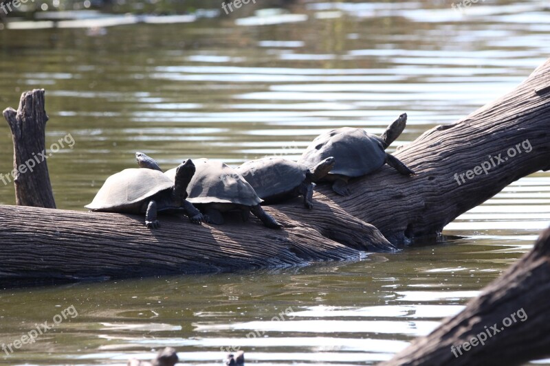 Terrapin Kruger Water Photography Wildlife