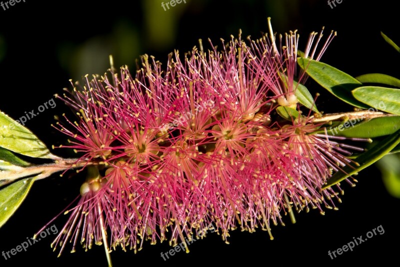 Bottlebrush Flower Callistemon Pink Bright