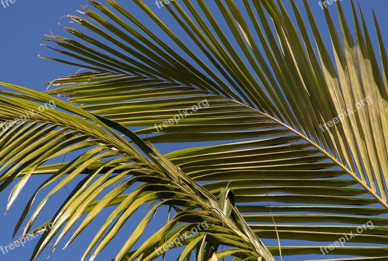 Palm Bangalow Palm Frond Rain Forest Forest